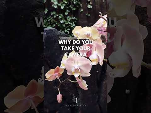 Koleksi anggrek Ifah Orchids | A beautiful orchid garden💕 #shorts #flowers #orchid