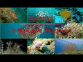 Critters of Moalboal Philippines 2019