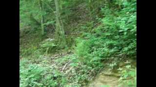 preview picture of video '70+ Acres of Wooded Land for Auction in Grainger County Tennessee'