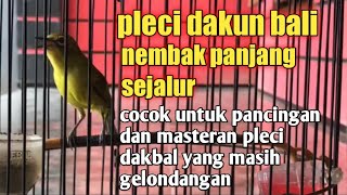 Download lagu PLECI DAKUN BALI NEMBAK PANJANG SEJALUR COCOK UNTUK PANCINGAN DAN MASTERAN mp3