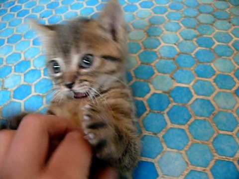 comment traiter les puces d'un chaton de 2 mois