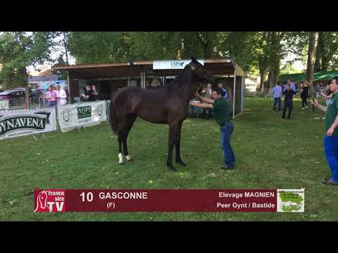 Sprinter Sacré Show 2018 : Lot 10 - Gasconne