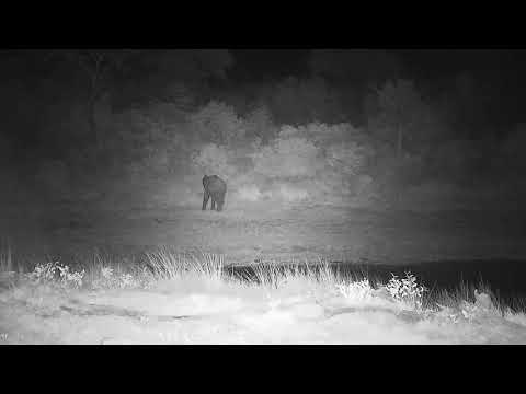 Djuma: Two Elephants - 20:35 - 03/08/2022