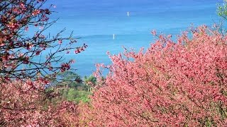 preview picture of video '沖縄県　塩屋湾と寒緋桜　[HD] [地図あり]'