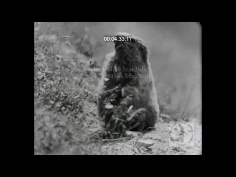 SIK 005 - Marmots and Highlanders  (longer version)