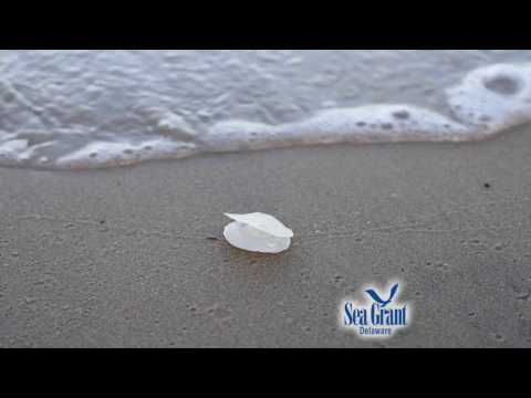 download lagu mp3 mp4 How To Clean Jingle Shells, download lagu How To Clean Jingle Shells gratis, unduh video klip How To Clean Jingle Shells