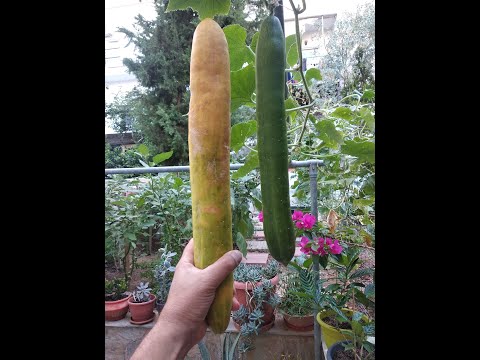 , title : 'Growing cucumbers - Φυτευουμε Αγγουρια - Mediterranean Garden'