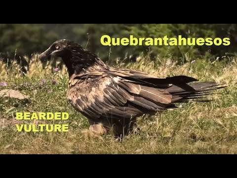 QUEBRANTAHUESOS | BEARDED VULTURE | Gypaetus barbatus