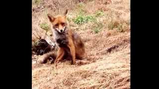 preview picture of video 'O raposo  (Vulpes vulpes) en Galicia | Red Fox | Grabado no Concello de Toén - Ourense - Galiza'