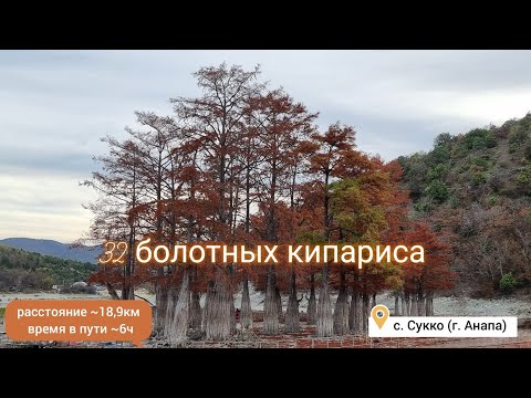 Болотные кипарисы.