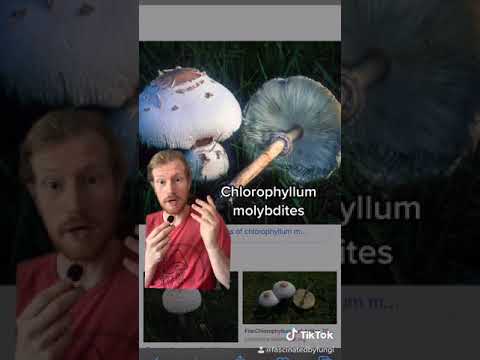 Learn to Recognize Poisonous Mushrooms 101