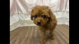 トイプードルの動画01