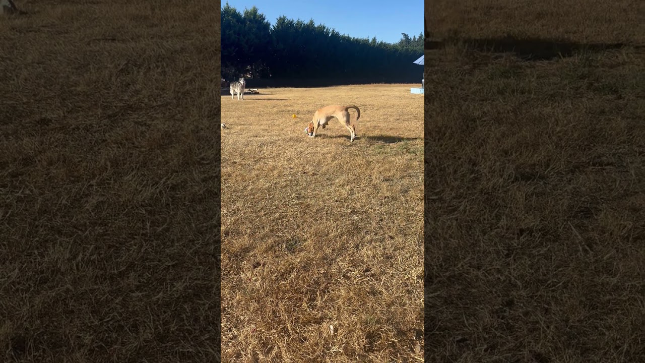 GINGER, a ADOPTABLE mixed breed in Olympia, WA video 3/6