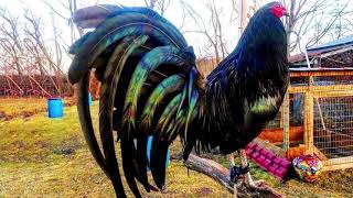 Hoy platique con mi gallo-Vicente Fernández