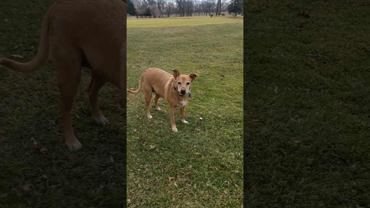 Enlarge Daisy, a Adoptable mixed breed in Jupiter, FL video 6/6