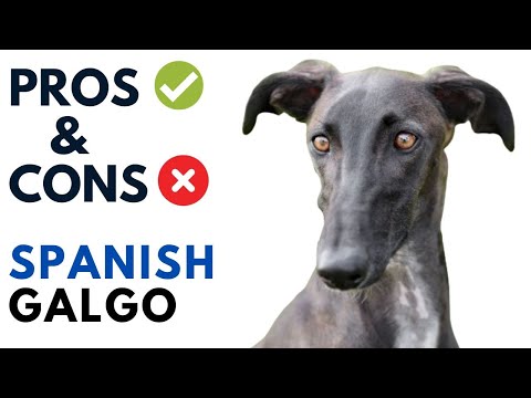Spanish Galgo Pros and Cons | Galgo Español Dog Advantages and Disadvantages