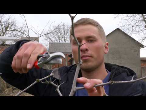 Rezidba žižule - ubrzavanje rasta | JUJUBE PRUNING | řez jujuby