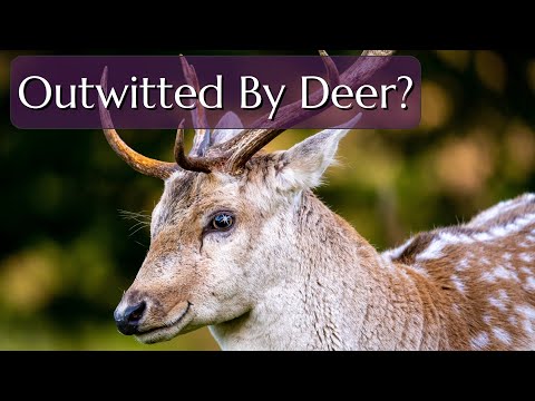 Deer Repellents Don't Work - How Can You Keep Deer From Eating Your Plants?