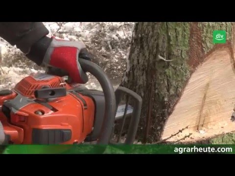 Ratgeber Motorsäge (Teil 1): Schwachholz richtig fällen