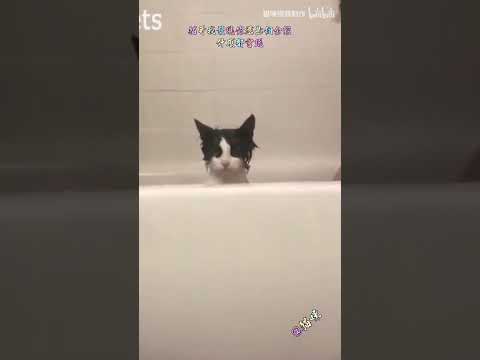 Cat, you're still versatile. I can't play without you