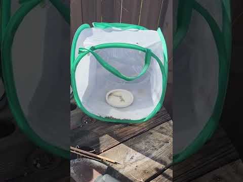 Raising Hawaiian Monarch Catapillars  Butterflies