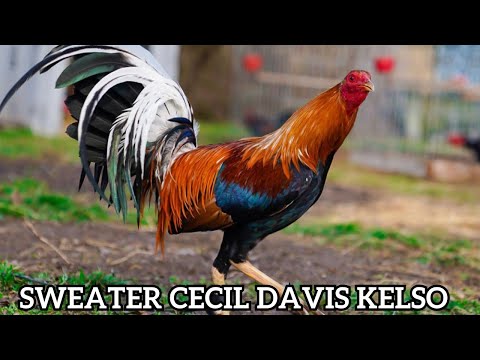 Sweater Cecil Davis Kelso Dan Gray Roundhead Leiper Hatch Beautiful Birds Antonio Deras Farm