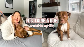 WEEK IN MY LIFE | fostering a special needs shelter dog
