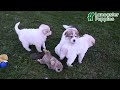 Great Pyrenees dogs for sale: Ashton - Video 1