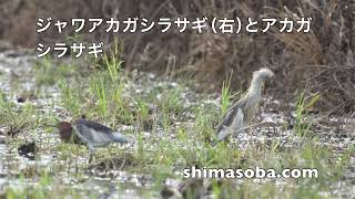 ジャワアカガシラサギとアカガシラサギの奇跡のツーショット(動画あり)