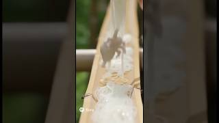 流しそうめんとフェイスハガーは美味しいです！#alien #shorts #short