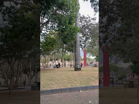 Parque Palmares Alajuela #parque #alajuela #costaricatravel #costaricapuravida