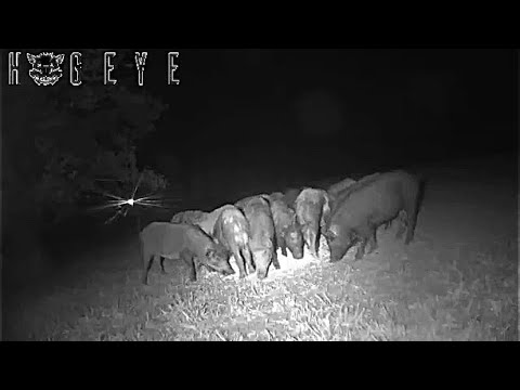 CATCHING FERAL PIGS IN SOMEONES YARD USING THE BIG PIG TRAP.