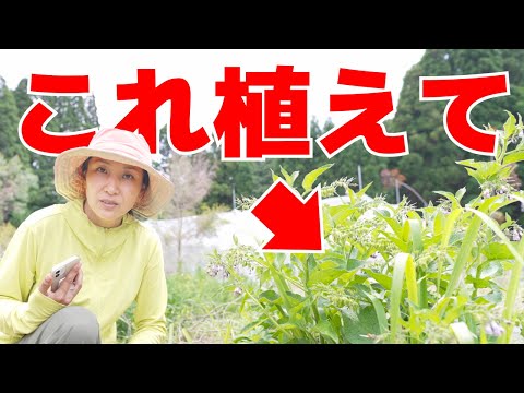 コンフリー、Symphytum officinale