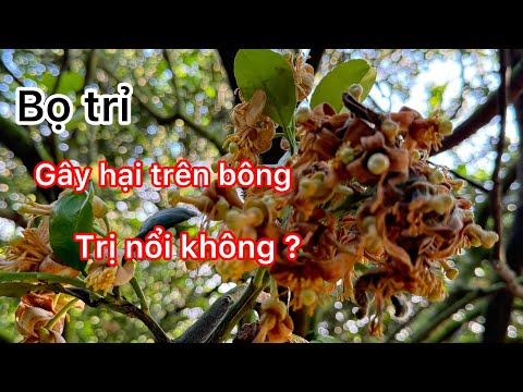Bọ trỉ cách khắc chế đơn giản không cần trị