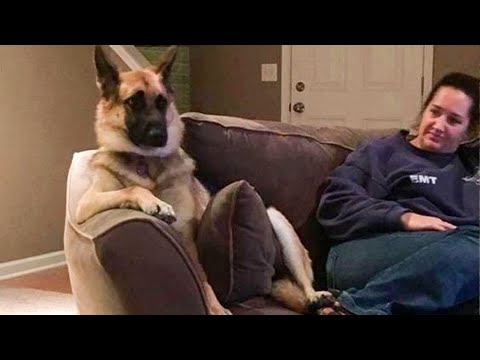 This is why German Shepherds are the FUNNIEST DOGS 🐶