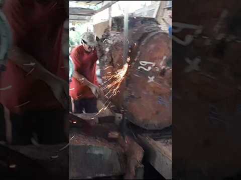 saw blade hits heirloom in wood #youtube #shorts #america #blade #sawmill #woodworking