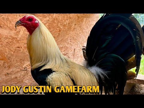 Grey Penny Hatch Kelso - JODY GUSTIN FARM