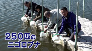 12月6日【びわ湖放送ニュース】西の湖でニゴロブナ放流　滋賀銀行からの寄付を活用