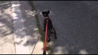 French bulldog talking, funny noises! Puppy crying, puppy talking, talking dog