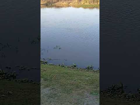 camping Brisol Romang santa fe Argentina