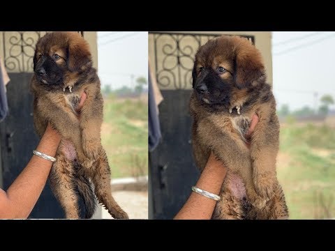 download lagu mp3 mp4 Tibetan Mastiff Price In Punjab, download lagu Tibetan Mastiff Price In Punjab gratis, unduh video klip Tibetan Mastiff Price In Punjab