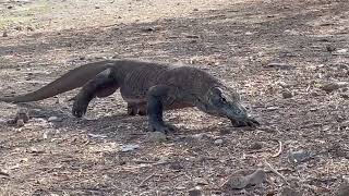 Komodo Dragon 1B