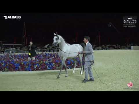 N 125 D SHAHHAR   Katara Int  Arabian Horse Festival 2023   Colts 3 Years Old Class 6