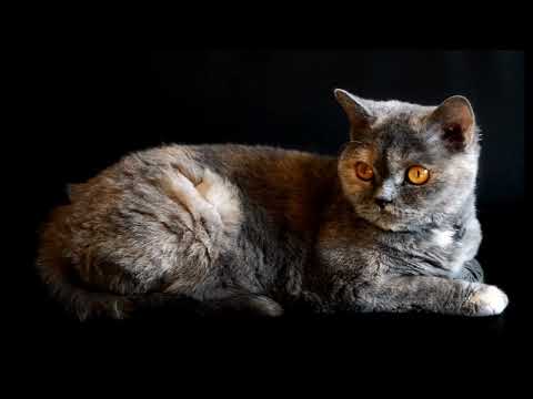 pretty cats#cat #nice #safia YouTube #shorts