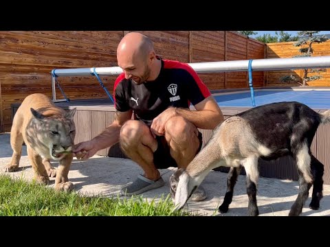 Puma Messi meets a little goat! We have a new roommate!