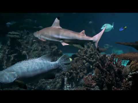 🎶🌊Peixes e Outros Animais Marinhos com Musica Relaxante de Fundo -  Relaxing Music