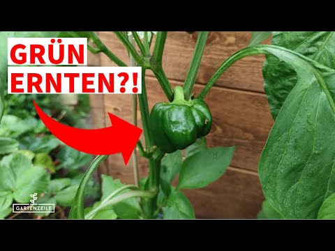 Deshalb solltest du deine Paprika auch noch grün ernten [VIEL LECKERER]