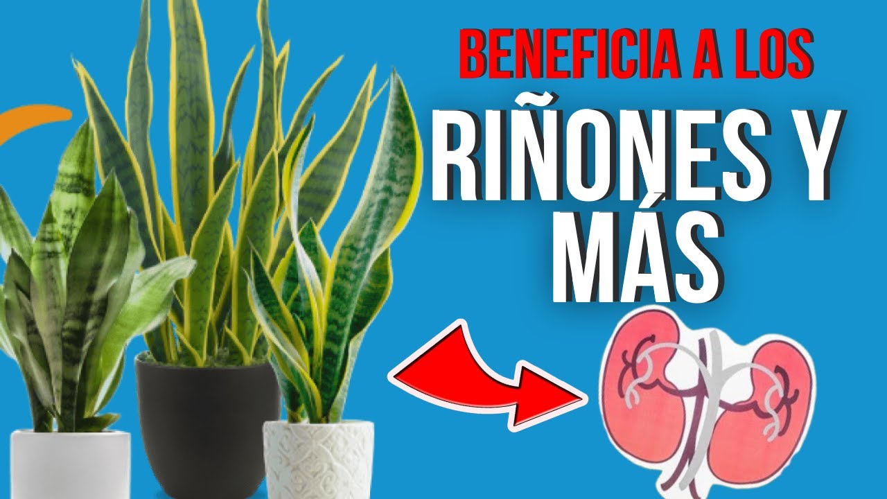 🌿 BENEFICIOS y PODERES MEDICINALES de la LENGUA DE SUEGRA 💡
