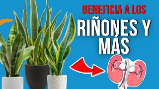 🌿 BENEFICIOS y PODERES MEDICINALES de la LENGUA DE SUEGRA 💡