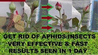 Easily Get Rid of Rose Plant Aphids or Insects